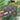 Short Brown/Pink Flower logo Full Wallet *comes with box*