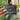 Black Logo Wallet *comes with box*